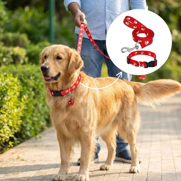 Print Collar & Leash
