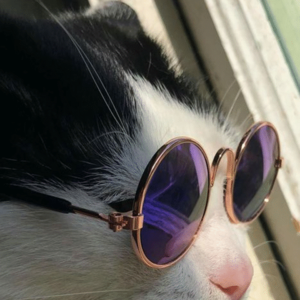 Cat Sunglasses - Image 2