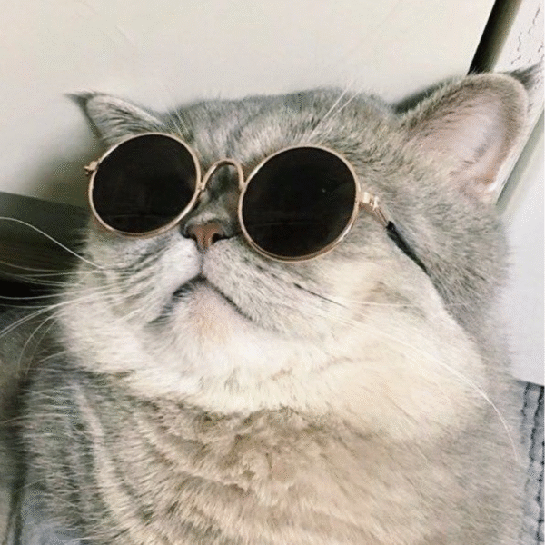Cat Sunglasses - Image 3