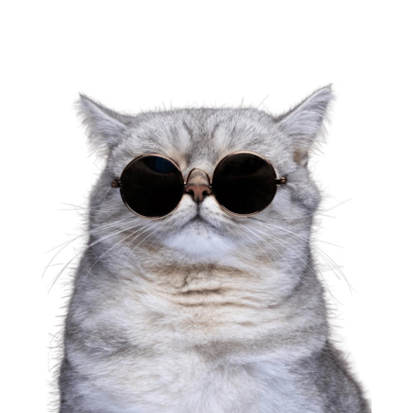 Cat Sunglasses