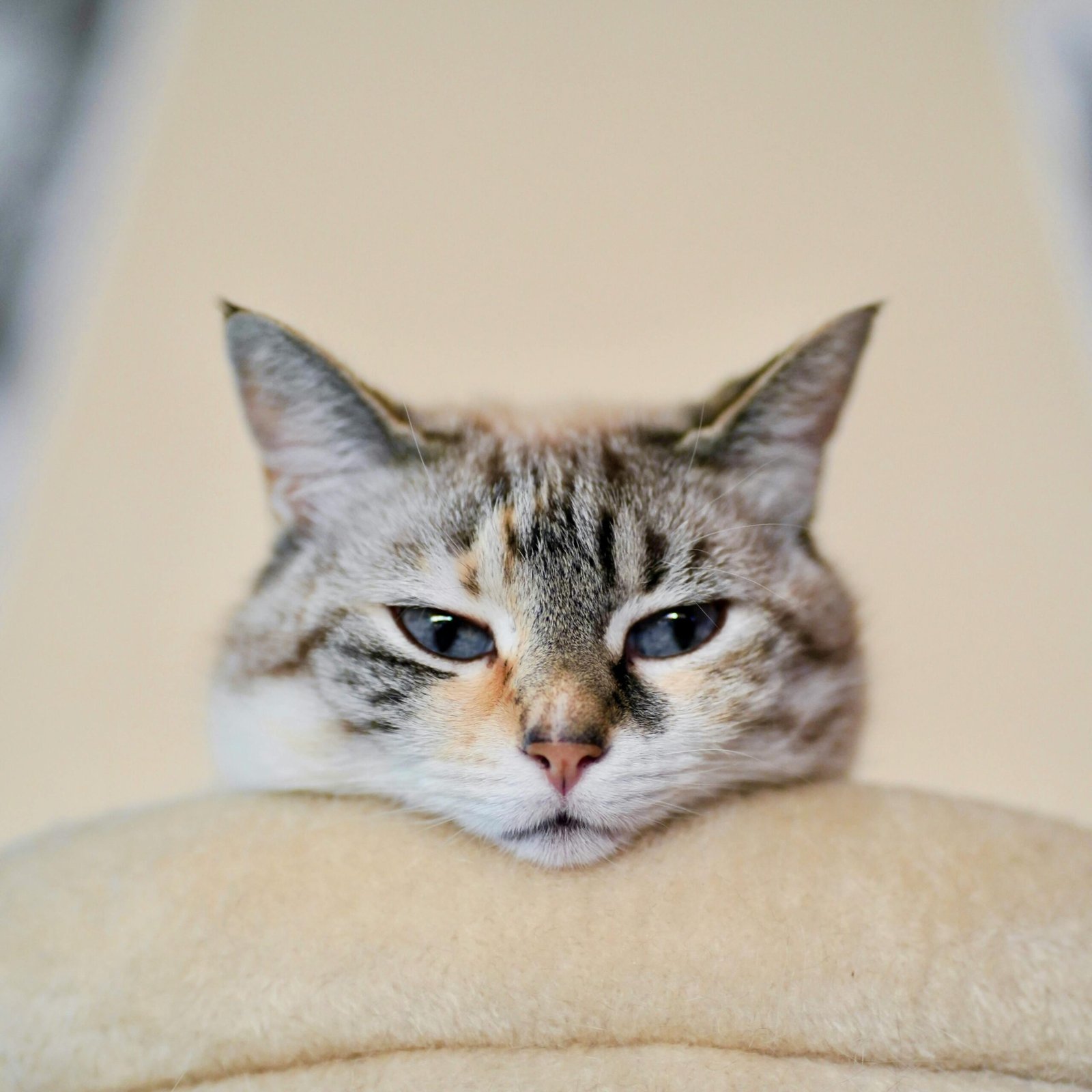 A serene close-up of a relaxed cat with soft fur and attentive eyes, indoors.